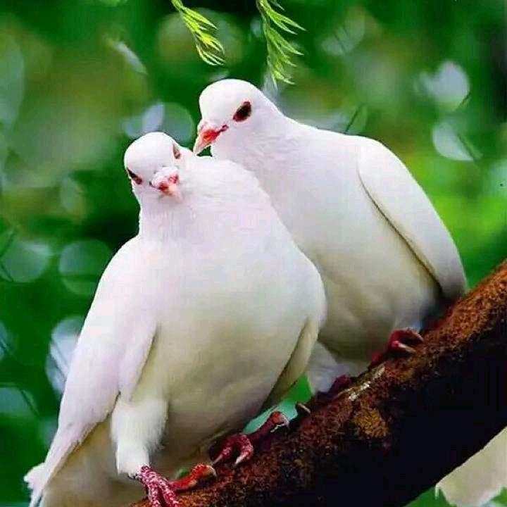 ꦿ໊余生᭄🕊一起走᭄ꦿᩚ٭