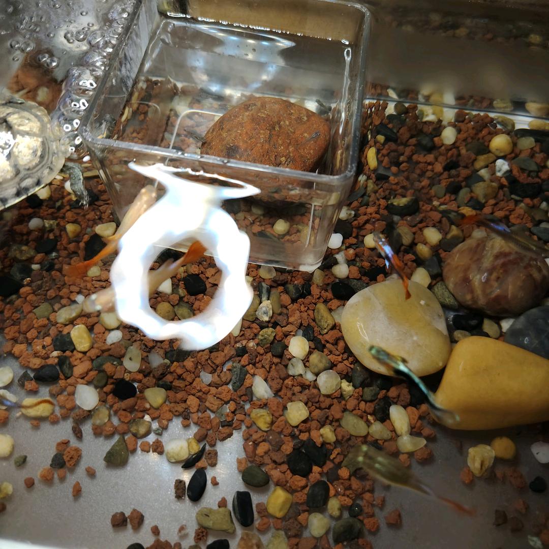 灥