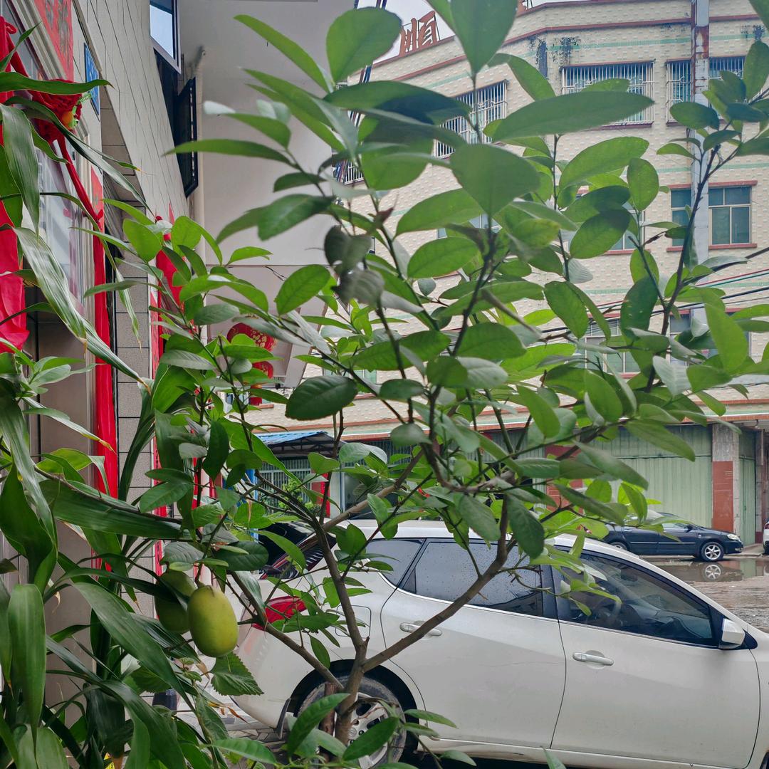 丽