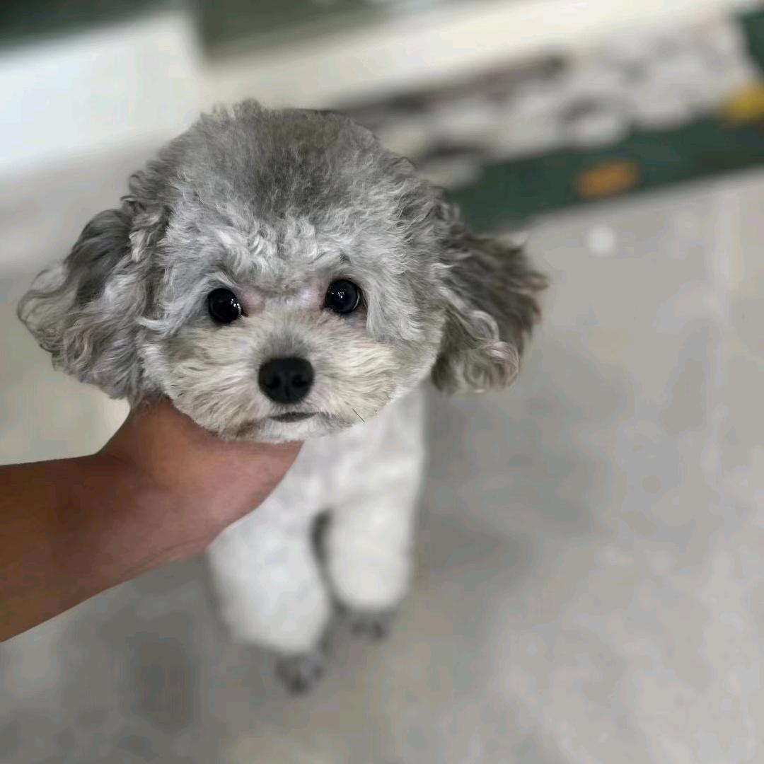 A 马赢