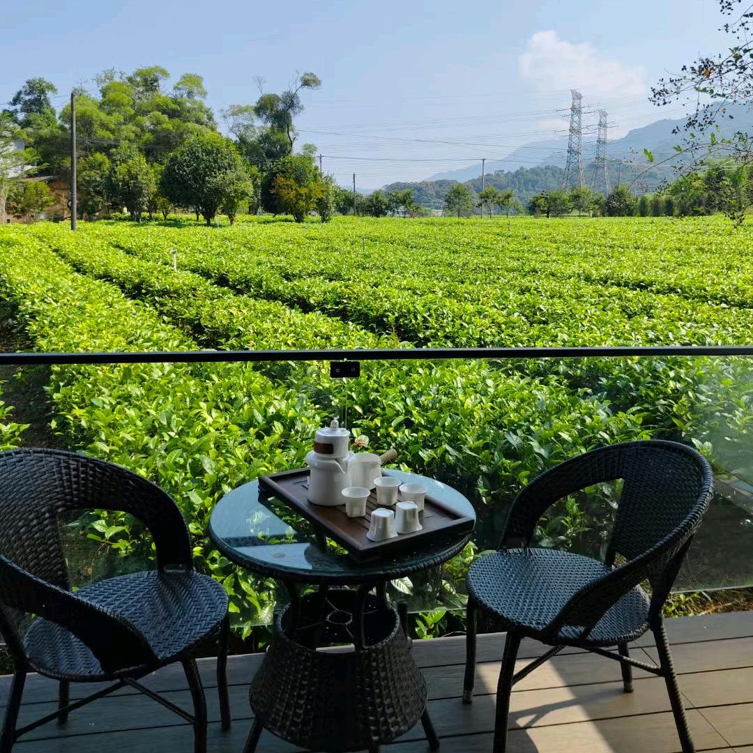 粤北正宗高品质英红九号红茶茶园供应链