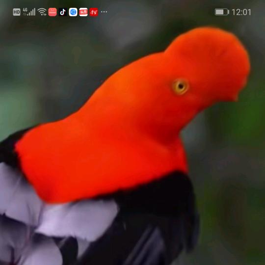 开心的牛，过好后半生。