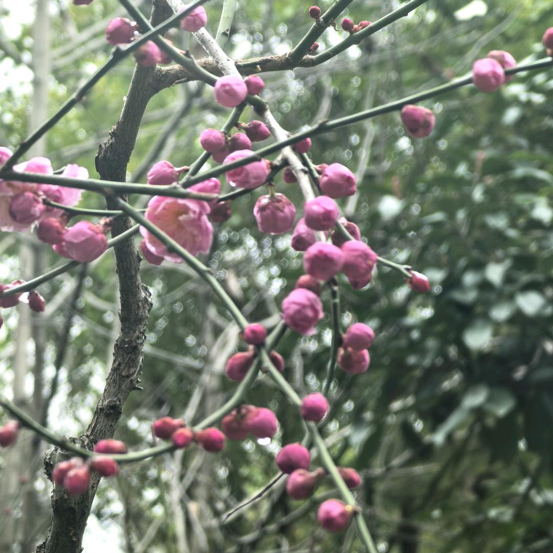 请叫我晨鸣哥