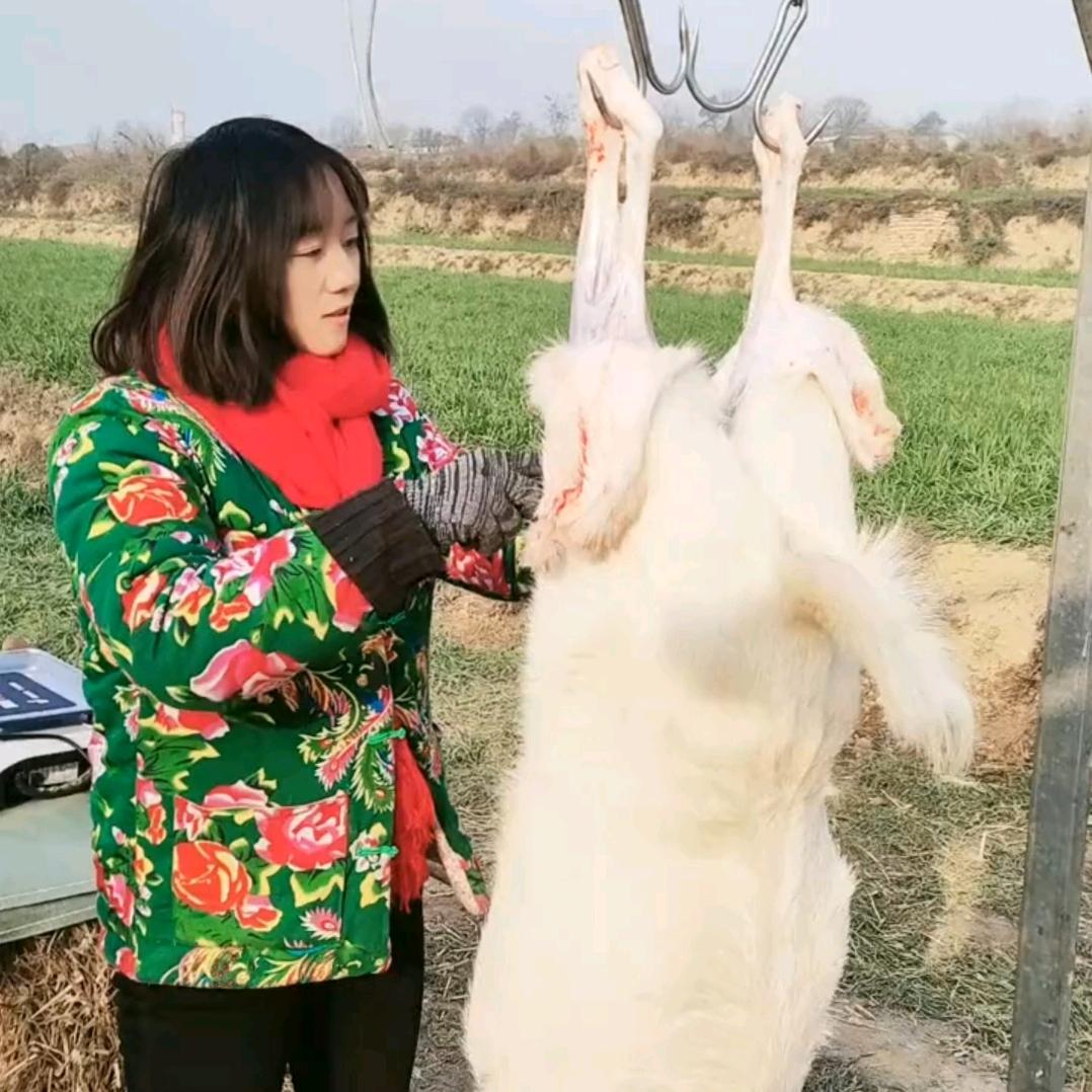放羊娃羊肉馆