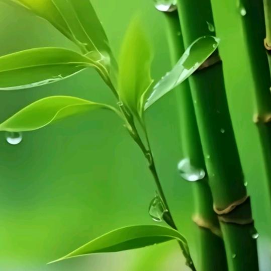 🌴丑女无敌🐭🌴🌿