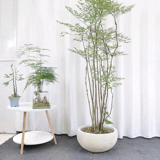 绿世界花卉绿植个体店花之艺