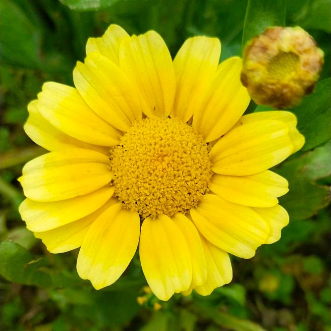 龙家菇娘🌹🌹