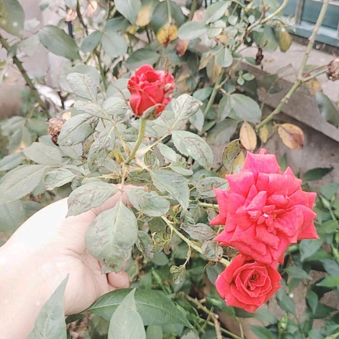 带刺的玫瑰🌹🌹🌹🌹🌹🌹