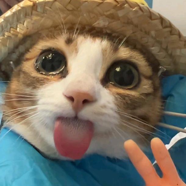 白旗王子