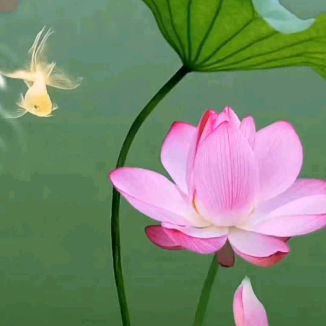无浊