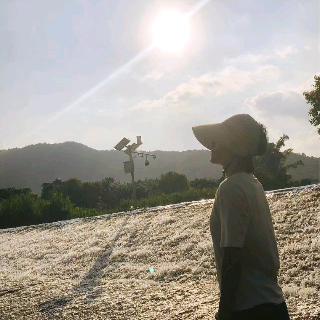 风吹发财豆