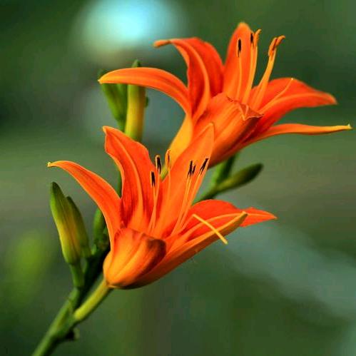 ☀️萱草花☀️