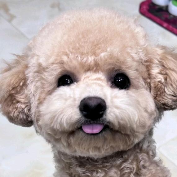 福宝是只泰迪熊🧸