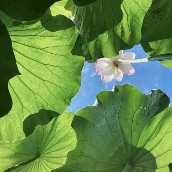 商业商铺专业顾问辉总 （诚信靠谱）杭州