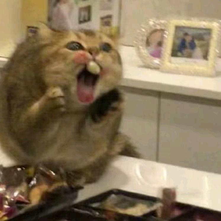 馋嘴猫食品