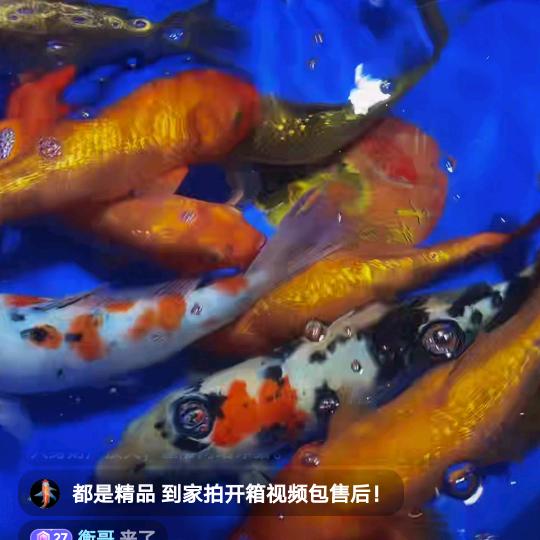 衡哥