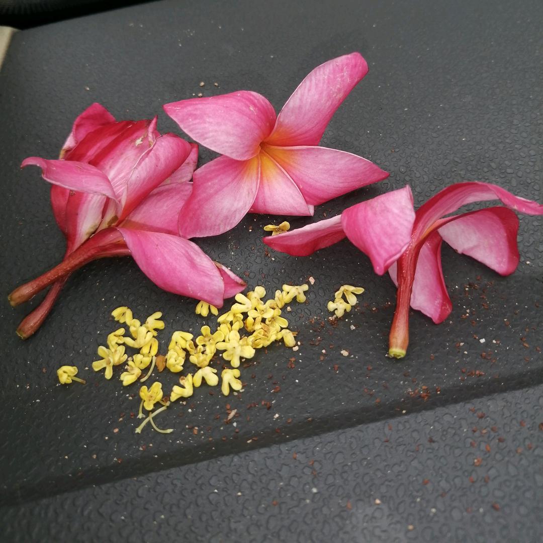 医学生家长豆妈