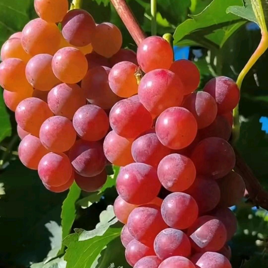 芭比燕子
