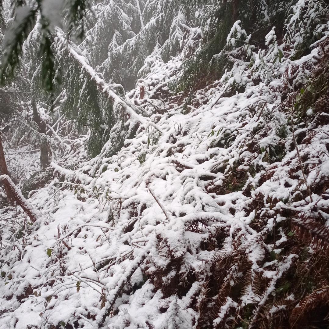 奇怪固执的鱼🐟