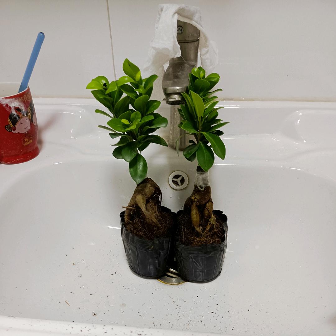 你好(๑>◡<๑)👋🏻同志