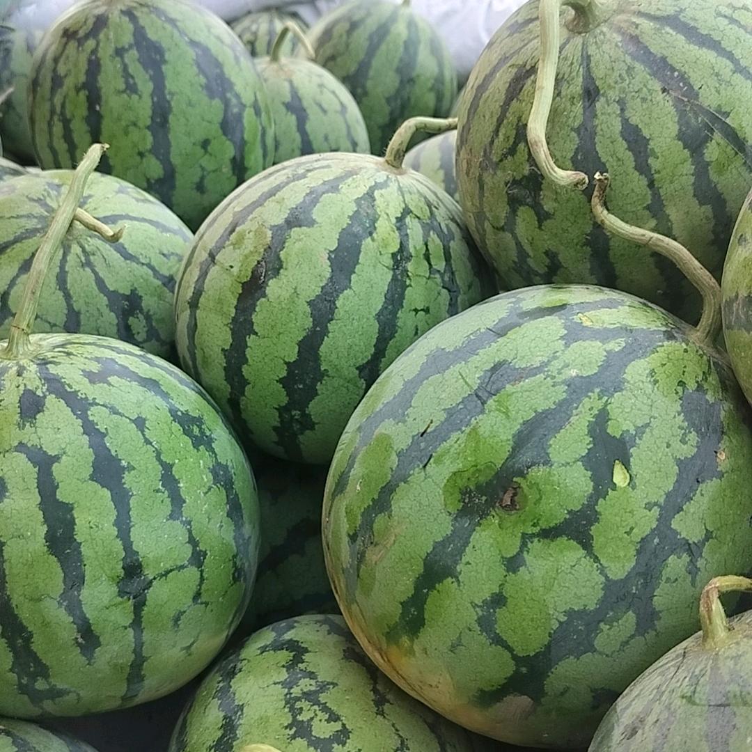 夏县甜蜜蜜西瓜