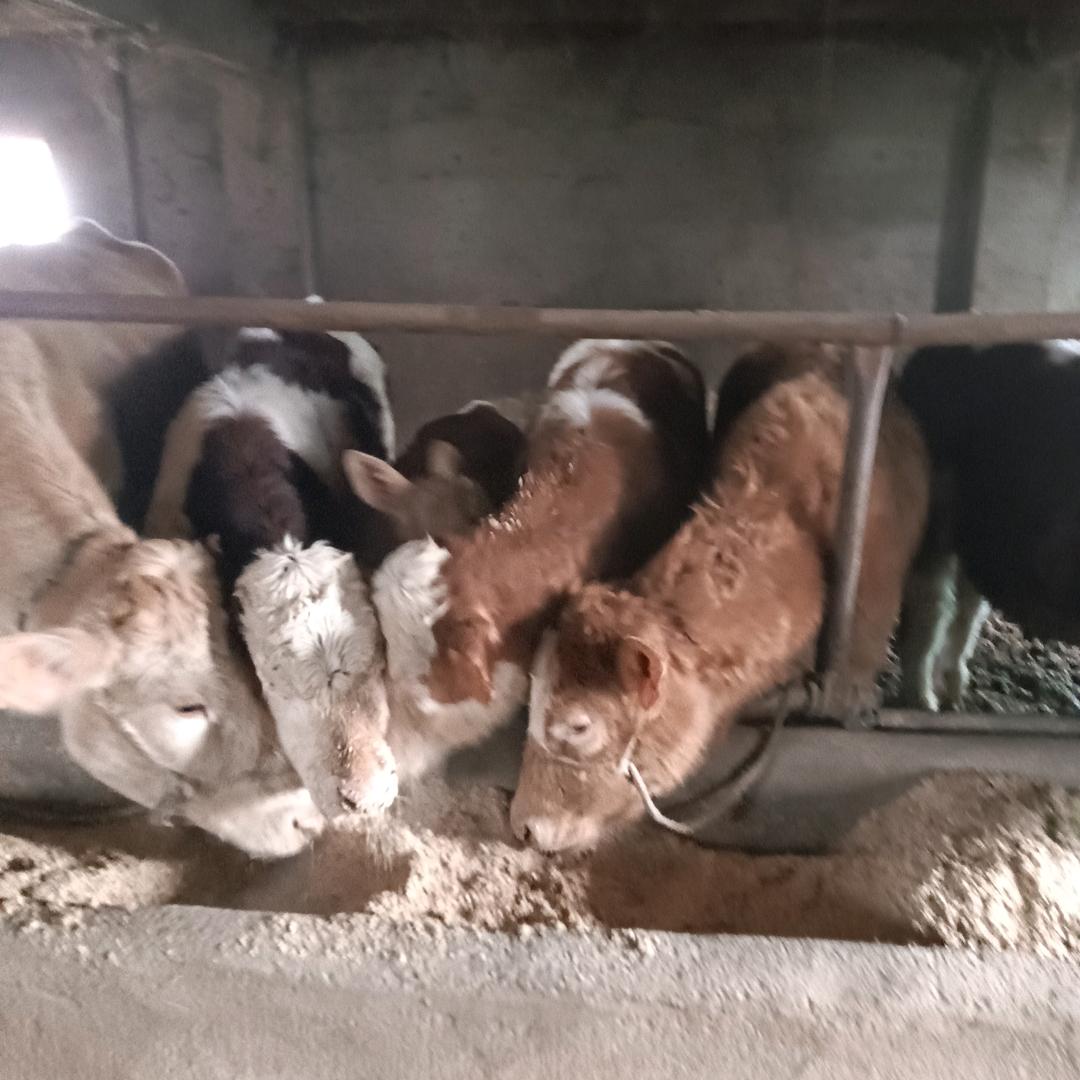 养牛杀牛的大帅哥