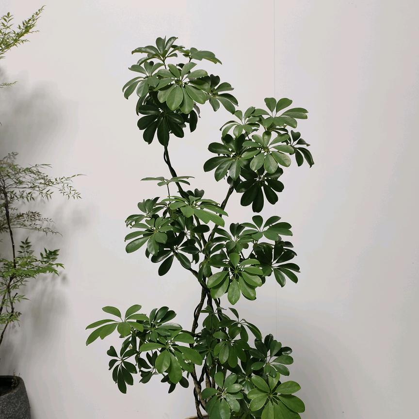 好养绿植店小柒绿植的头像