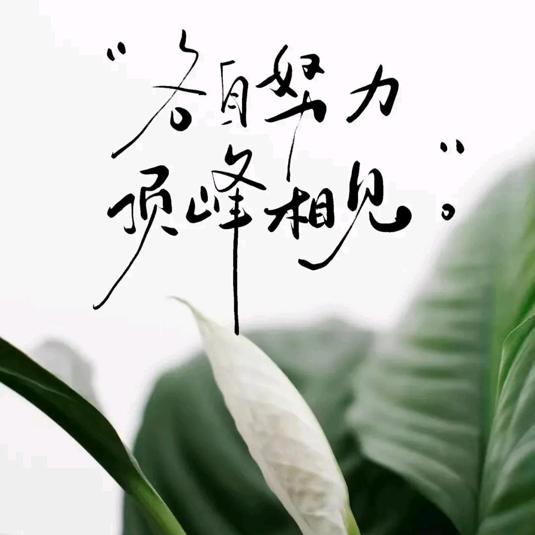 世界药都—亳州药尘