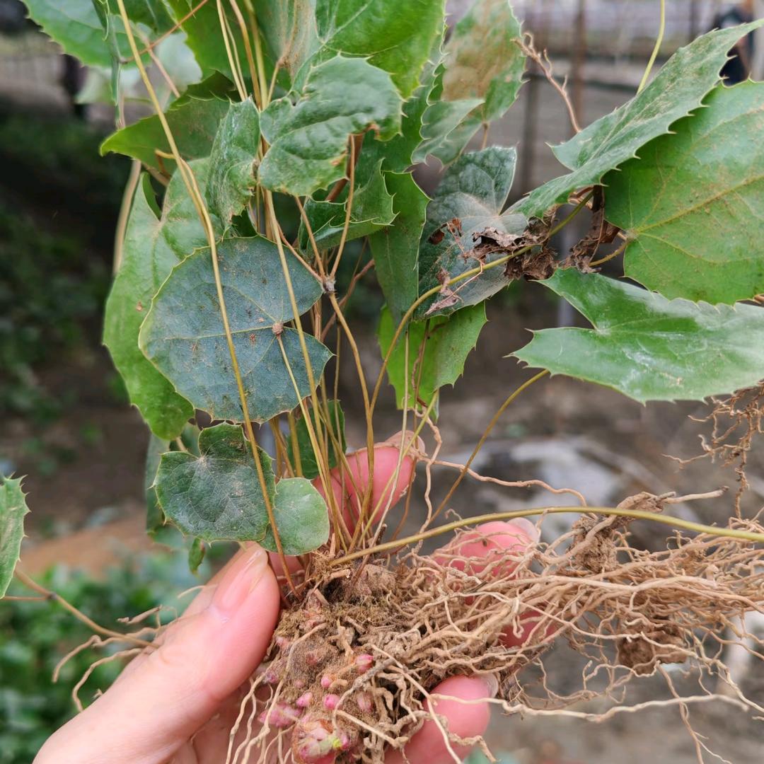 淫羊藿种植基地