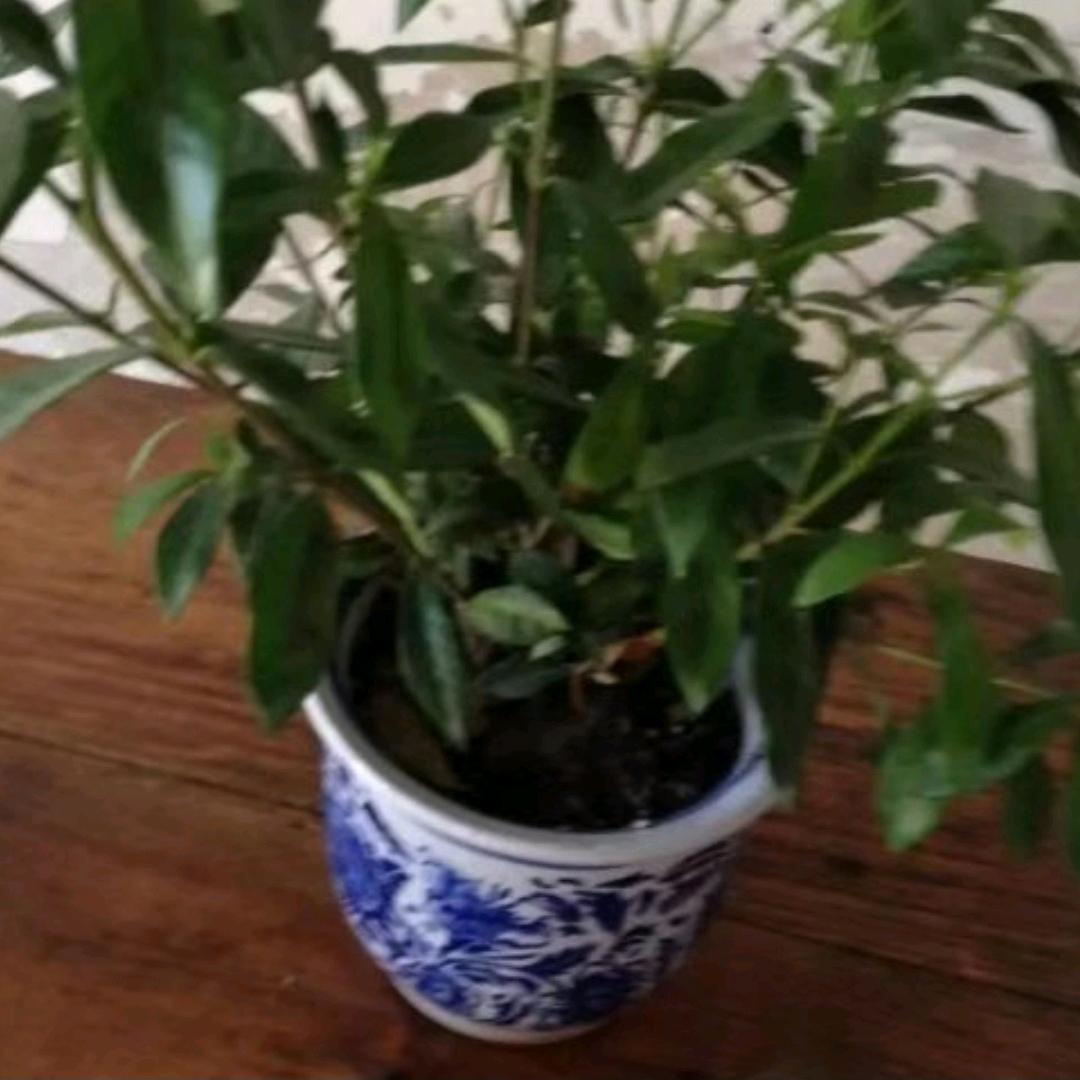 花开花落