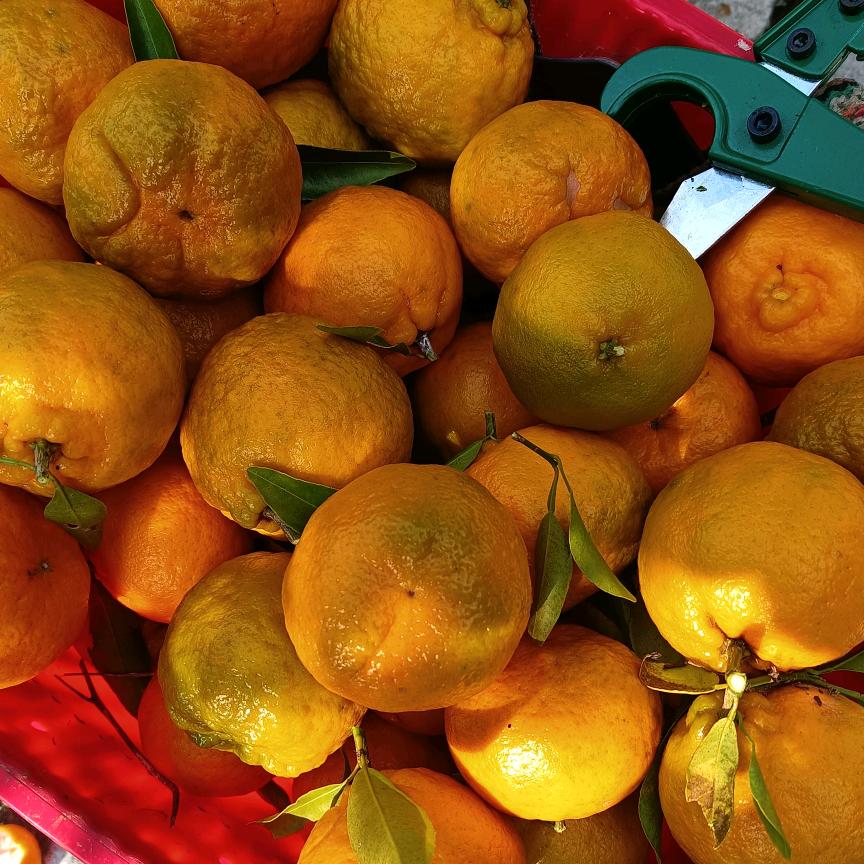 小草🌹❤️🌹❤️🍎🍏🍎🍏🤷