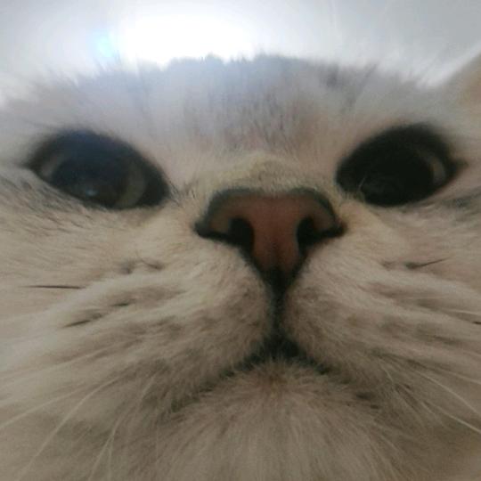 一条小挠挠