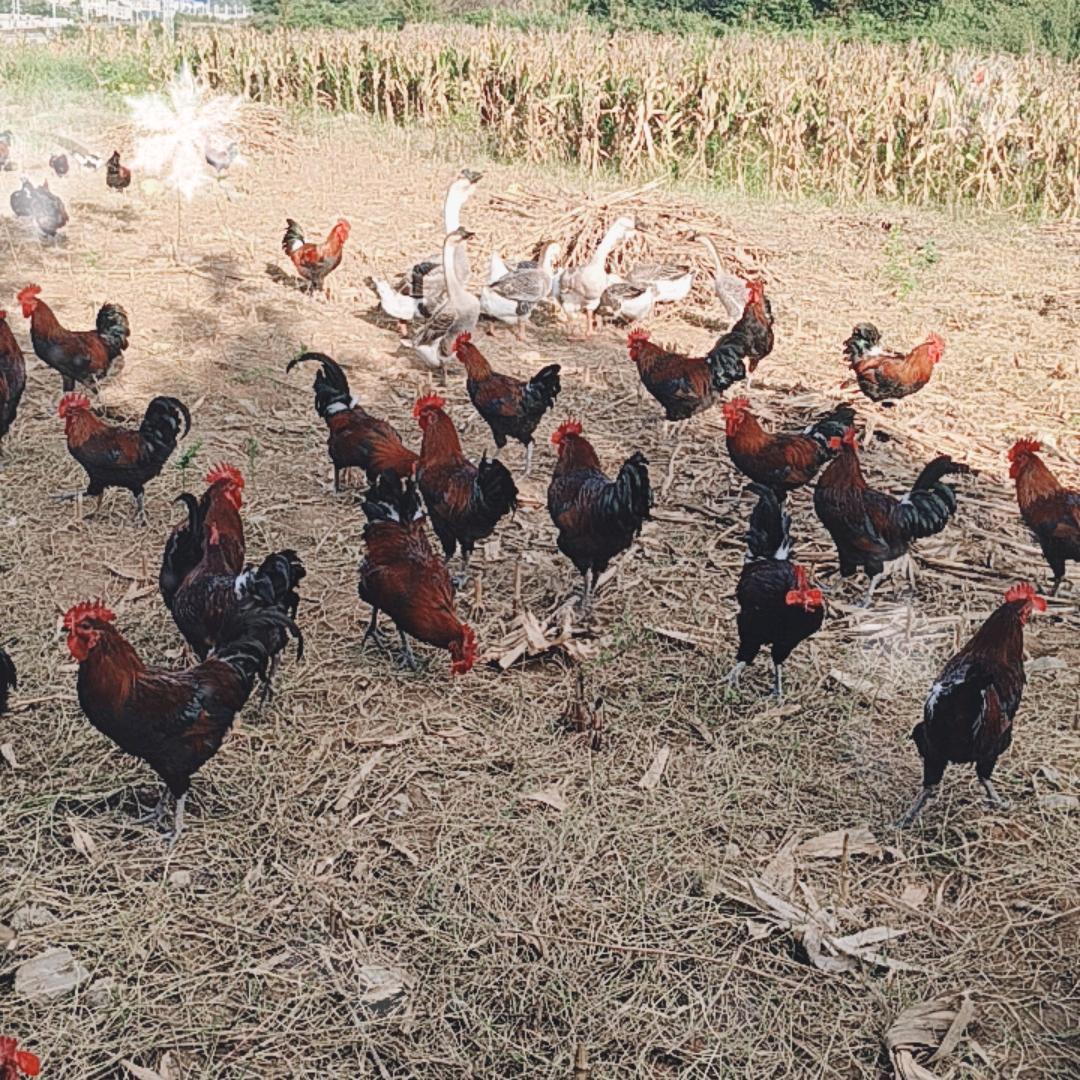 白云区阿山农产精品店