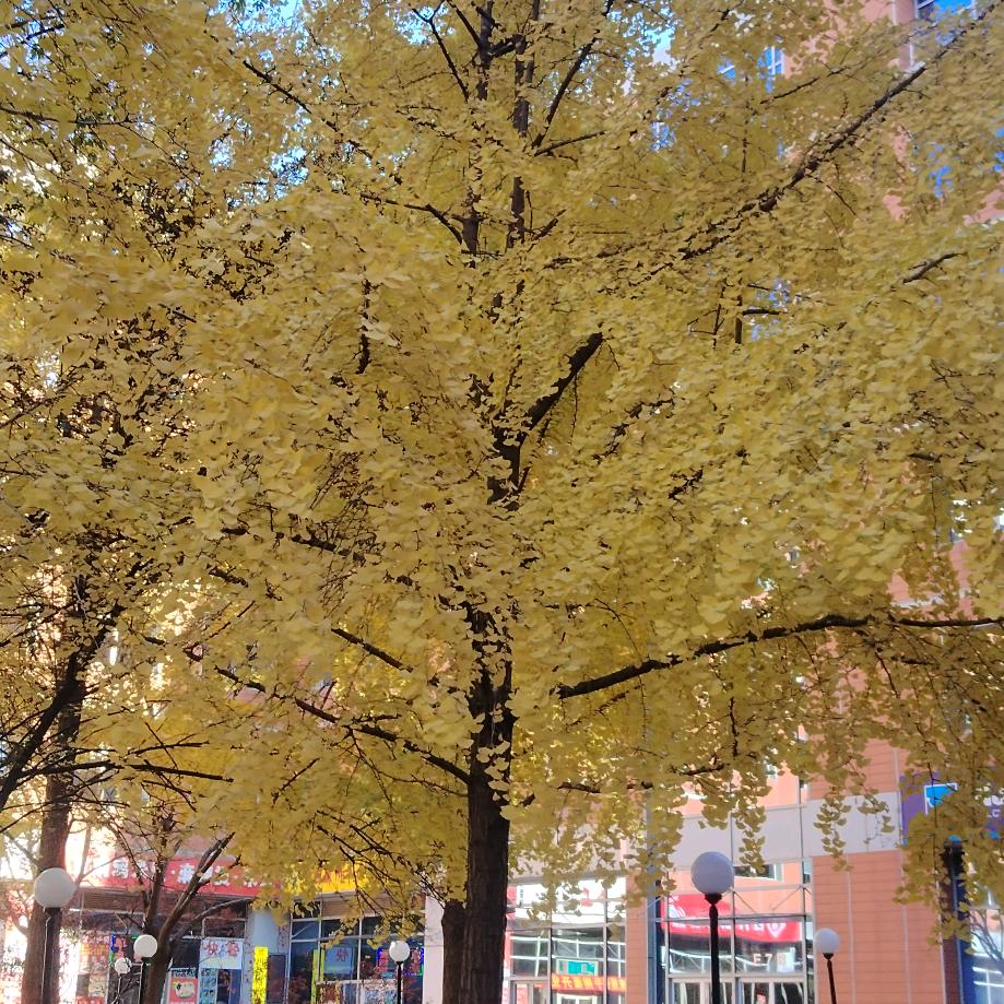 万豪半价名车汇