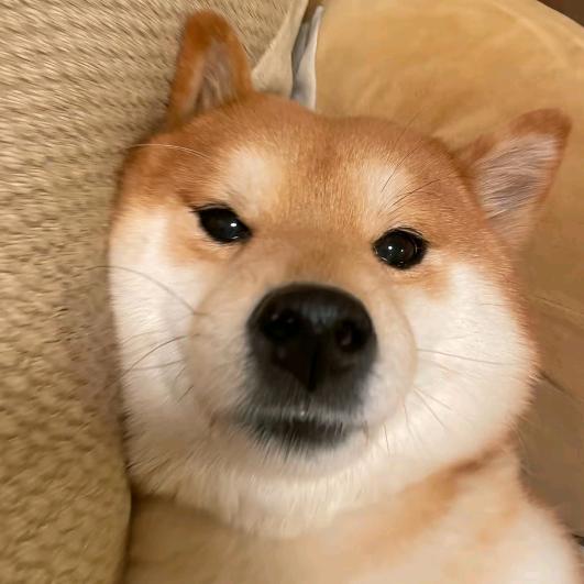 快乐小八🐾