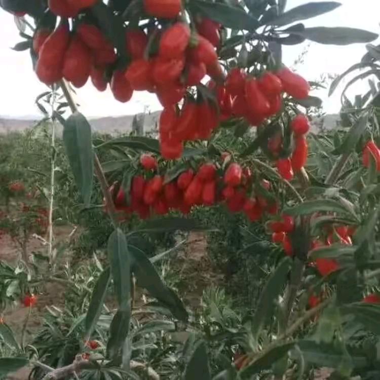 微笑背后的眼泪