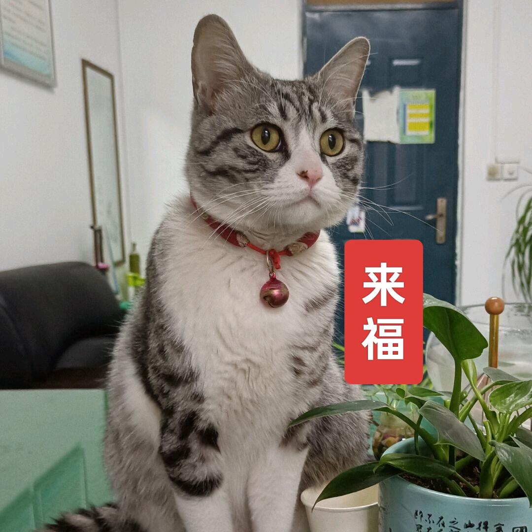 来福●耀哥