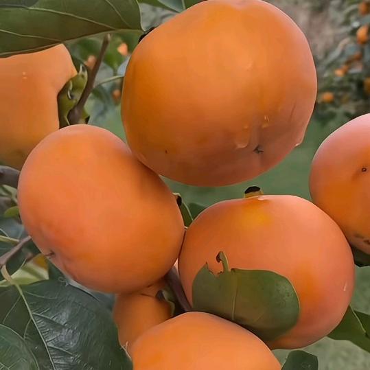 鑫富源果业