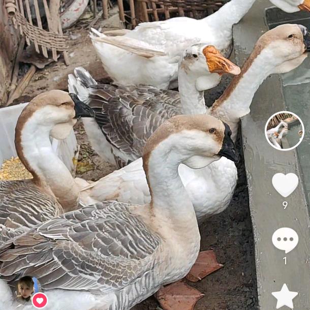 养狮头鹅小姐姐