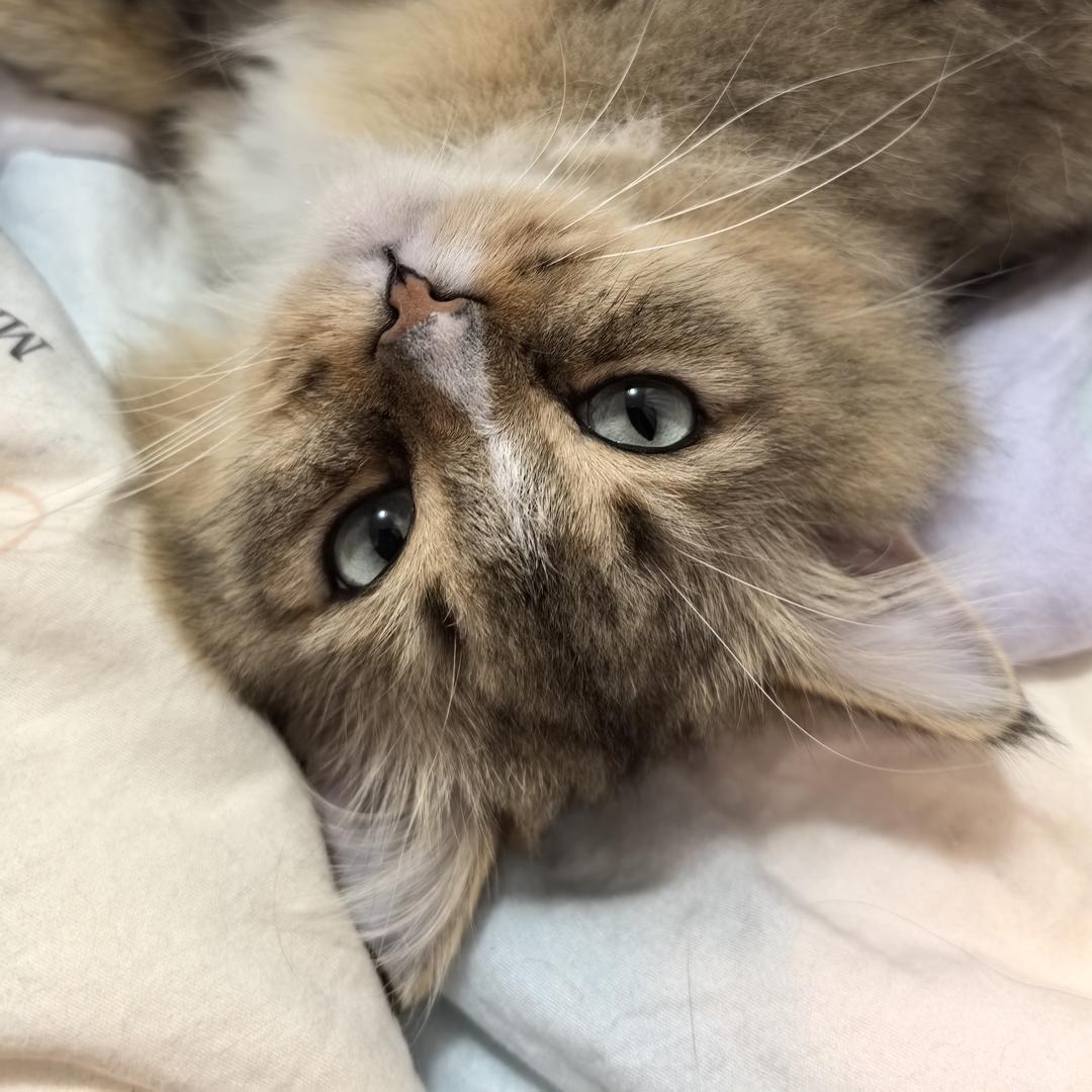 小猫.