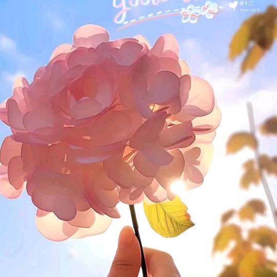 依顿电子成员——小保