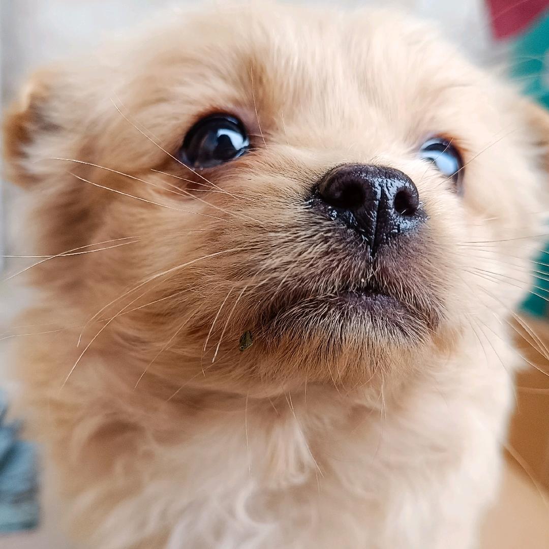 双仁德