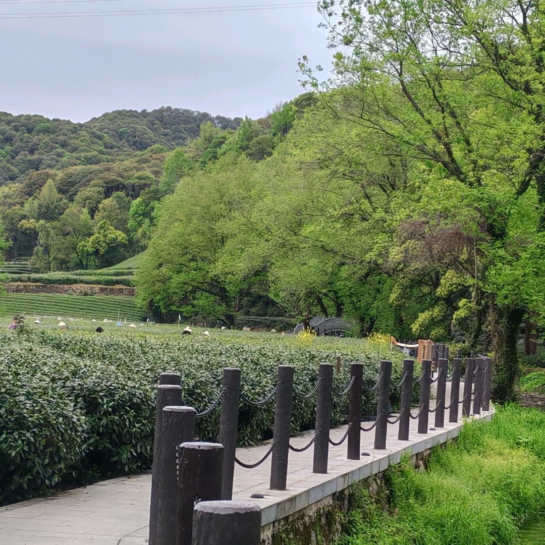 玉川西湖龙井