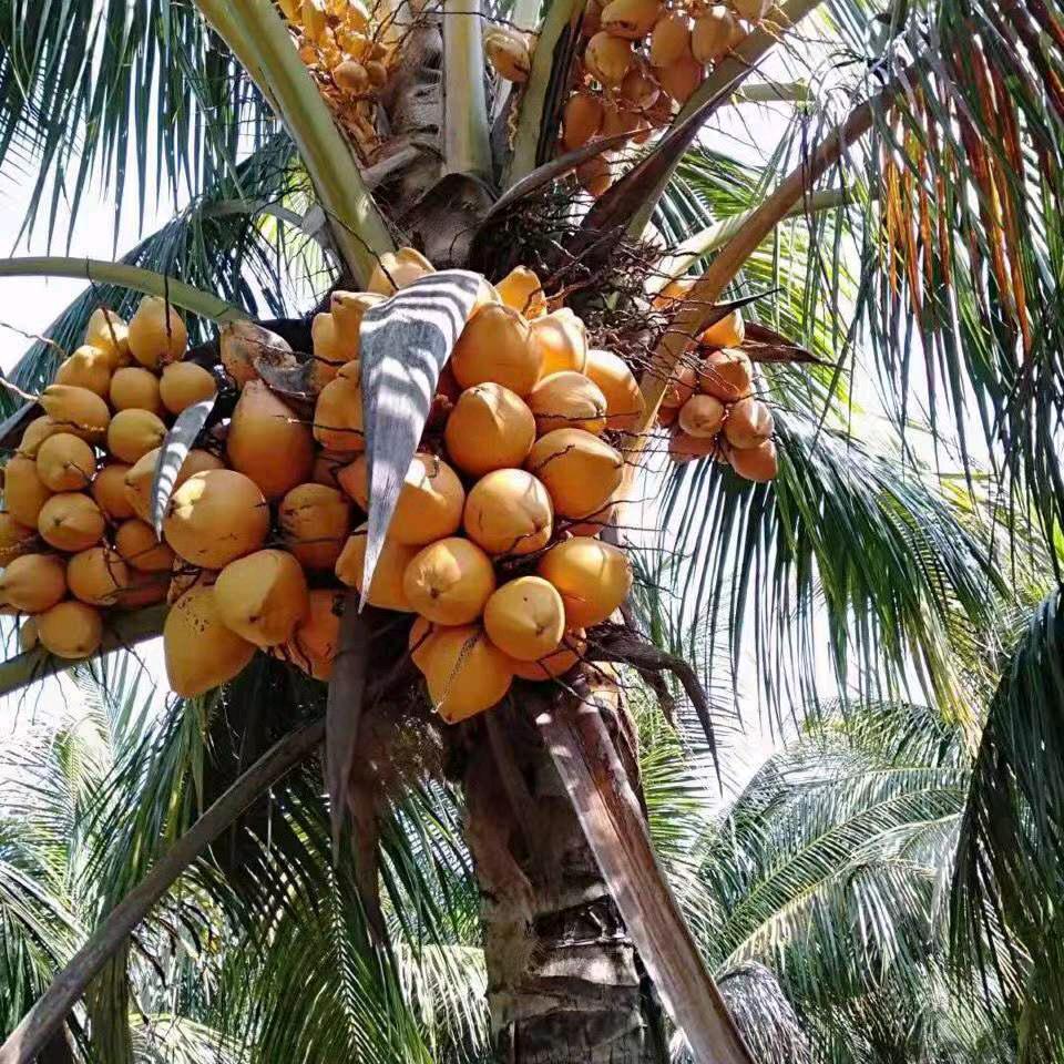 人生路很短〈海南〉李