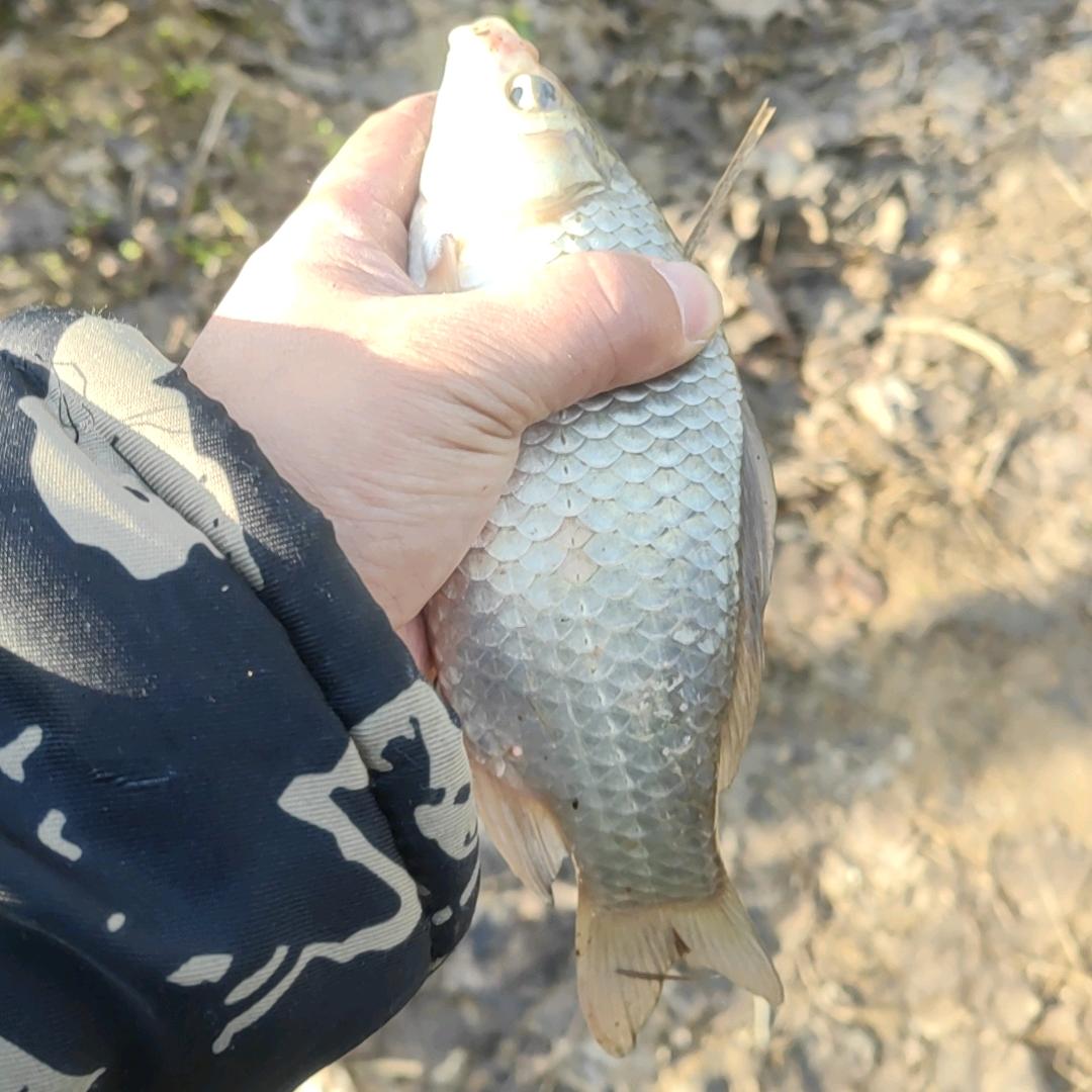 九指野钓(泡沫逗钓)