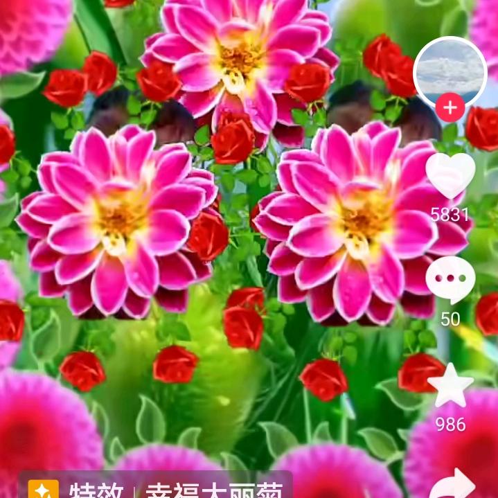 一帆风顺