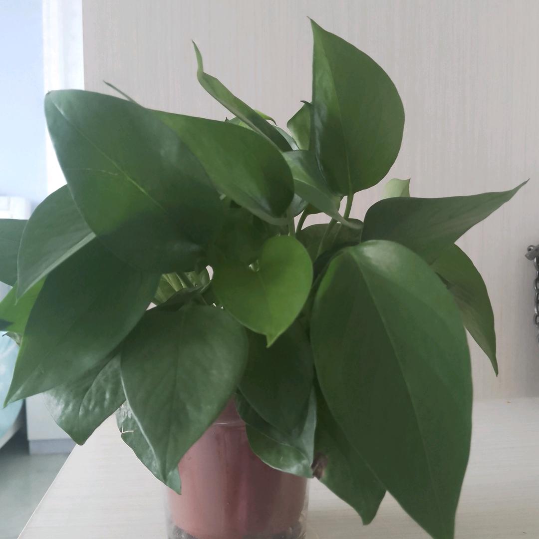 小蜜蜂（拒私聊）