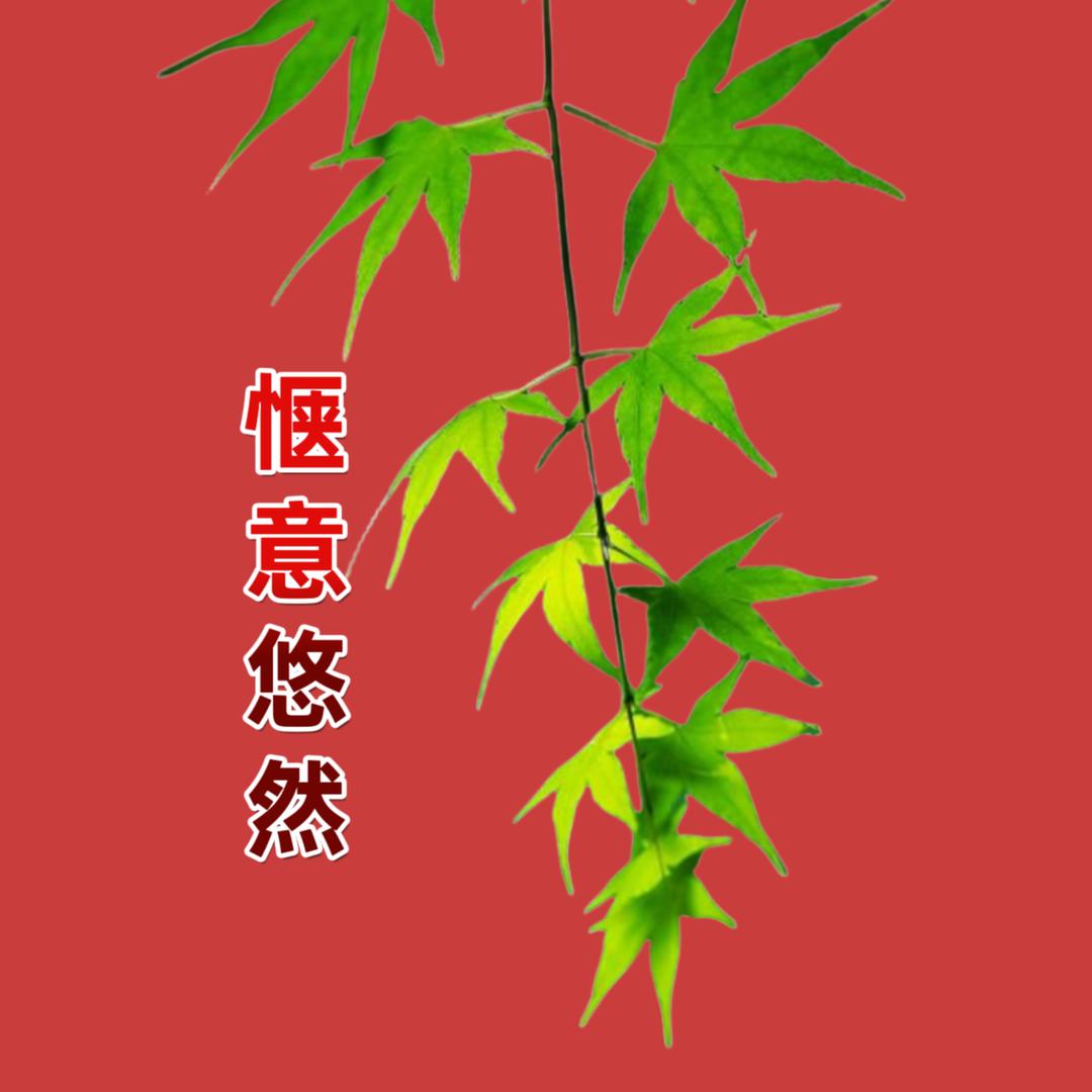 溜达阿发哥