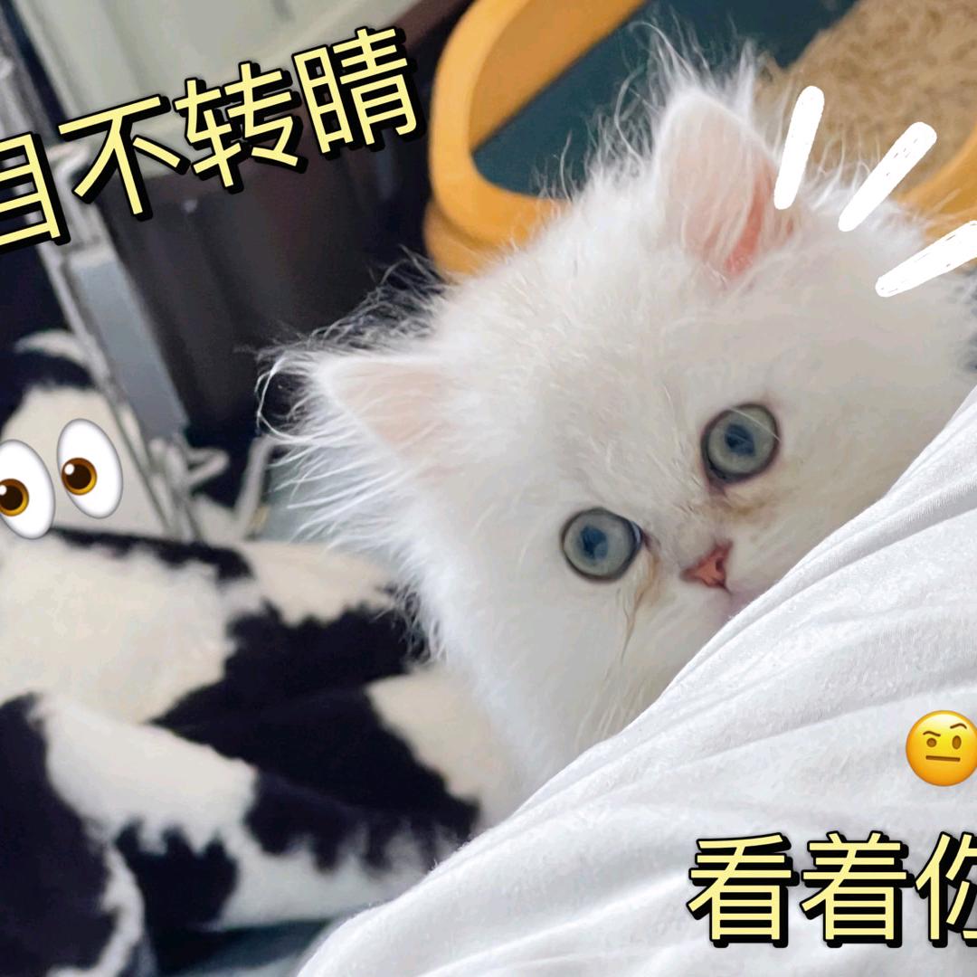 主播～一只大肥猫