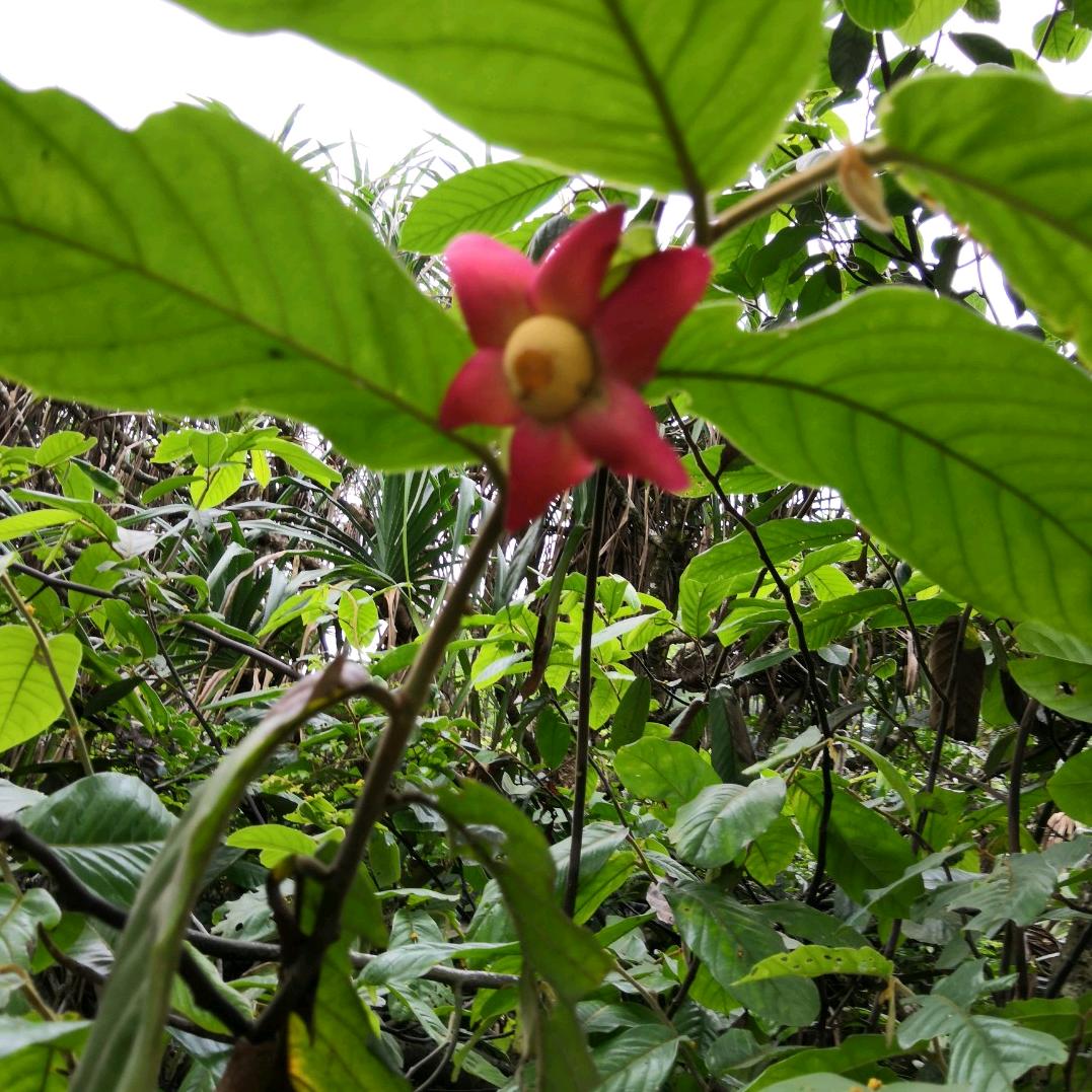 大米仔